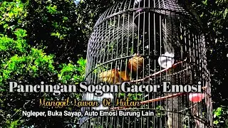 Pancingan sogon gacor emosi buka sayap, Manggil lawan di hutan