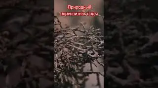 Природный опреснитель воды 