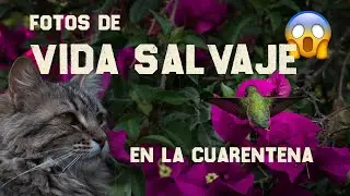 Aprende FOTO WILDLIFE desde CASA! 🙀📸🦅 | Fotografía en cuarentena