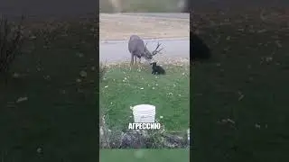 Дикий олень нежно лизнул КОТА🦌🐈🥰