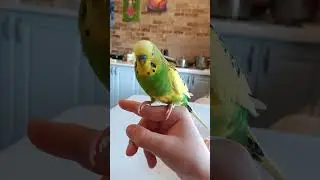 Попуг играется
