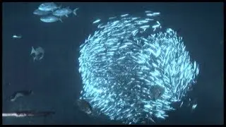 Facts: The Herring
