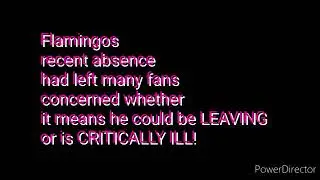 Flamingo is back but is NOT BETTER YET!