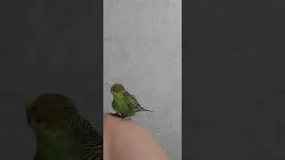 чисто плотный попугайчик 👍