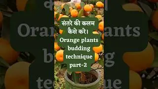 संतरे की कलम कैसे करे। Orange plants budding technique part-2. #trending #youtubeshorts #farming
