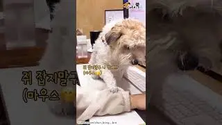 반려동물 동반 출근의 실체