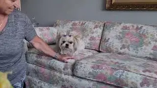 Pixel, pooch and the parents