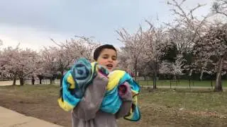 Cherry Blossoms Washington DC