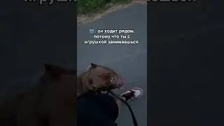 Мотивация? Нет. Дисциплина #дрессировкасобак #питбультор #дрессировкасобаксолигорск