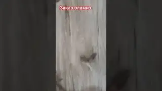 QISHLOQ SHAROITIGA MOS IDEYA 