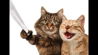 ПРИКОЛЫ С ЖИВОТНЫМИ ДО СЛЕЗ / Смешные КОТЫ 2021 / Приколы с КОТАМИ /