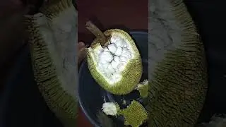 marang kayo Jan , fresh from punoan