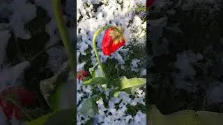 после майского снегопада. утро кто выжил 