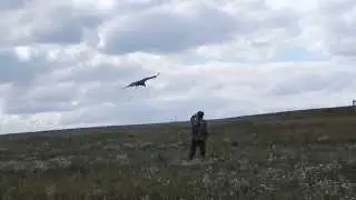 imperial eagle in flight
