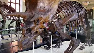 Dinosaur Hoax   Dinosaurs Never Existed!