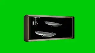 fish aquarium green screen video backgrounds - couple fish