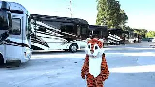 RVMAX.US Tiger Changes Car Color