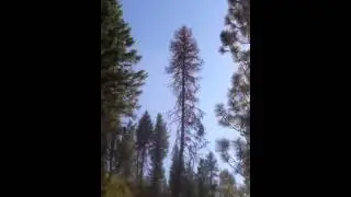 Getting Firewood