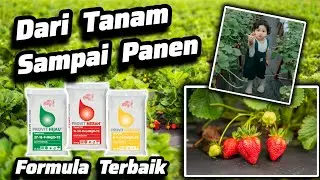 ✔️✔️ The Best Fertilizer Combination, From Planting to Harvest ✔️✔️ Foliar Fertilizer ✅ Flower Fe...