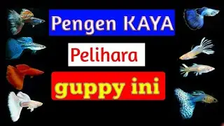 Bagaimana Cara Memilih Ikan Guppy Termahal 2020