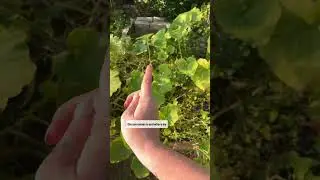 Yellow Squash Leaves? Here is the fix!