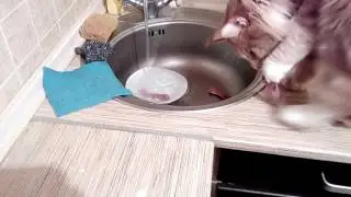 Мейн Кун ворует еду