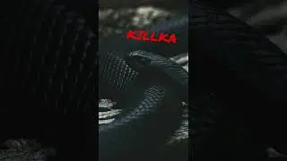 KILLKA 🎶