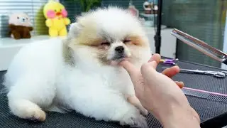 半歲的博美小奶狗洗澡剪毛以後變的超級可愛，店裡的客人愛不釋手 ‖ Dog Grooming ‖ pet groomer ‖ 寵物美容