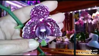 Phal. Wild Cat | Орхидея Дикий Кот | Кот - Обормот
