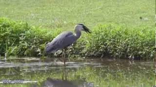 Great Blue Heron Fishing