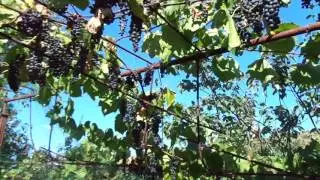 Сухое красное вино из винограда 