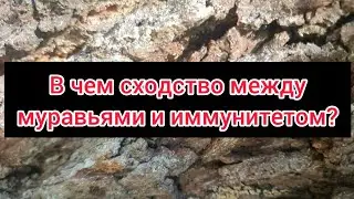 В чём сходство между муравьями и  иммунными клетками?