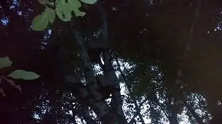 Плюс ещё роёк, второй за вечер.( для отчёта по пойманным роям )