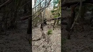 лесник