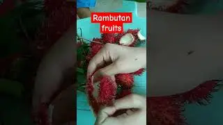 Rambutan fresh from the tree