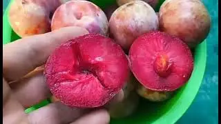 Плуот Даппл Данді. Pluot Dapple Dandy. Ексклюзивний смак, екзотичний вигляд