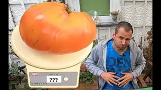 Die größte Tomate der Welt? 🍅 Meine größte Tomate 2021