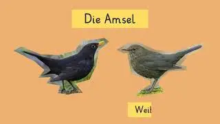 Wie leben Vögel im Winter einfach erklärt | sofatutor