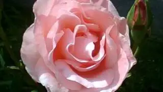 My Roses 2010 Gloria Jane.wmv