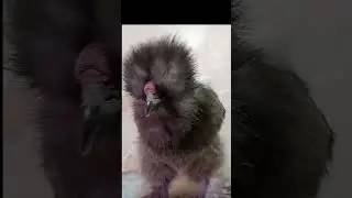Galinha de pelúcia,muita fofura🥰