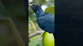 សម្លេងសត្វតៅវៅ
