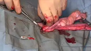 Dog Spay: In Heat
