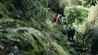 Group hiking through the jungle - Copyright Free Video