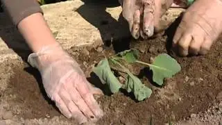Посадка капусты уДачные советы