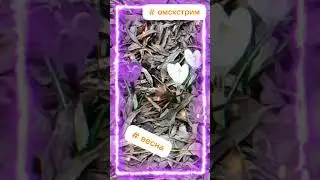 весна #омскстрим #чвкстарпёр55