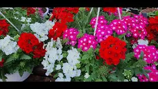 Вербена . Рассаживаю  рассаду в цветочные горшки.