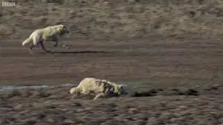 Wolf Pack Hunts A Hare. BBC Earth