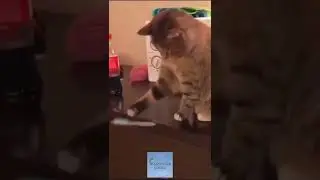Это здесь лежать не должно