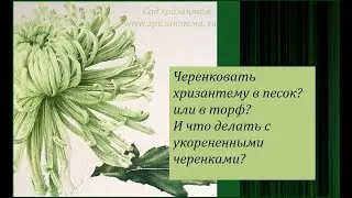 Черенковать хризантему в песок? или в торф? И Что делать с укорененными черенками? Сад хризантем.