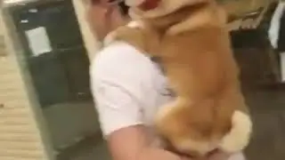 Ｄａｎｋ　Ｓｈｉｂａ　Ｉｎｕ　Ｍｅｍｅ　                        ｃｏｍｐｉｌａｔｉｏｎ